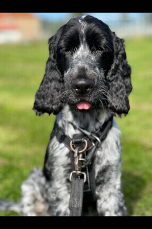 Hund - Cockerspanieln Elvis