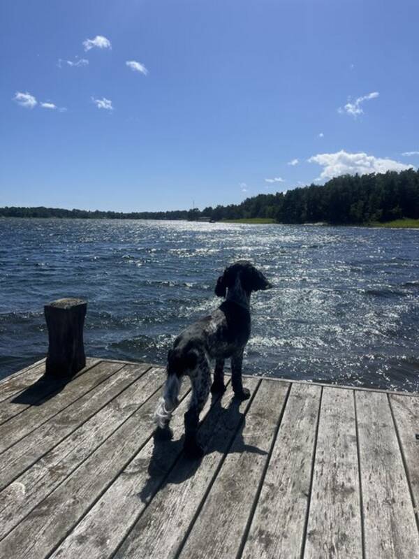 Hund - Cockerspanieln Elvis