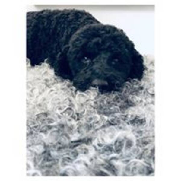 Hund