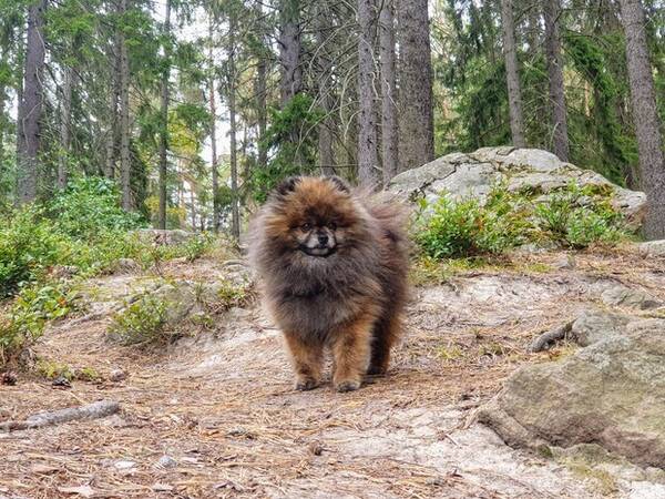 Hund - Pomeranian kille Chibbi