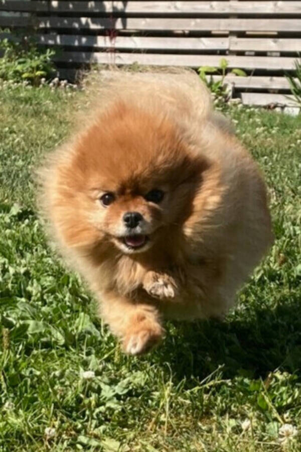 Hund - Pomeranian Susi