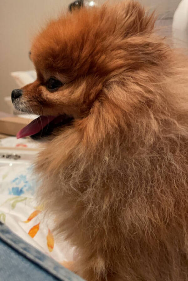 Hund - Pomeranian Susi Hund - Pomeranian Susi