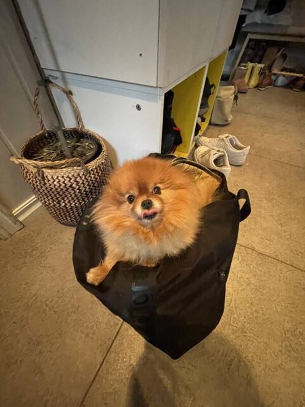 Hund - Pomeranian Susi Hund - Pomeranian Susi