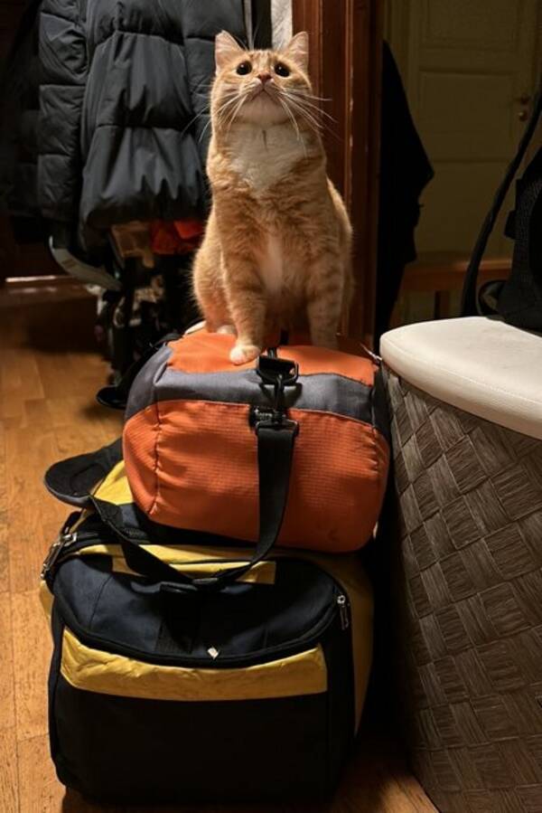 Katt - Rodi Katt - Rodi