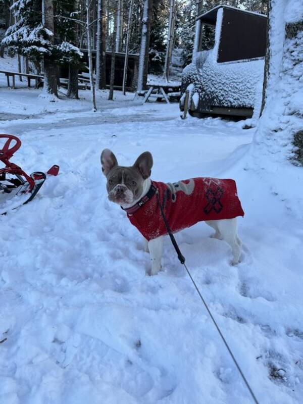 Hund - Fransk Bulldog Vega