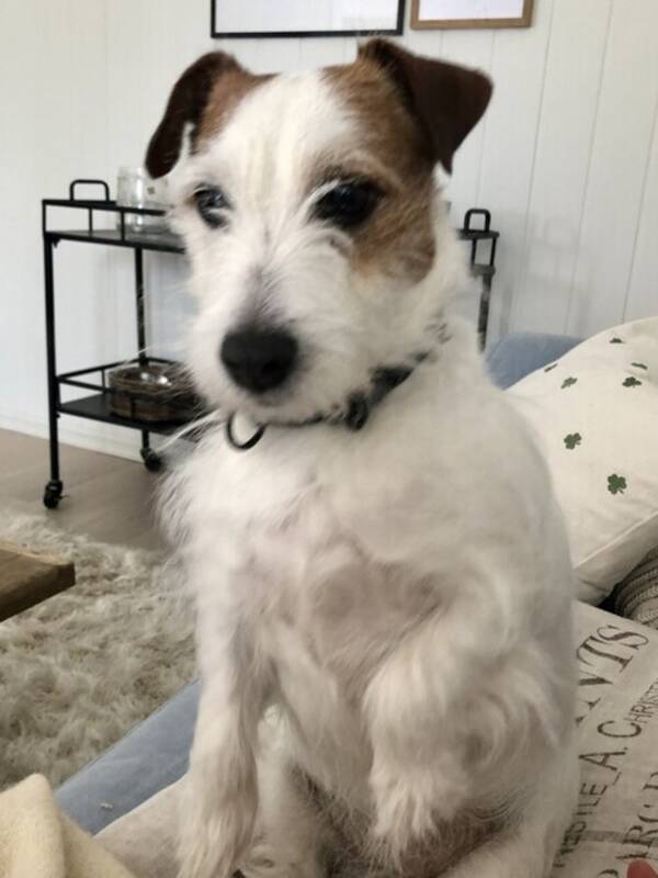 Hund - Thira Hund - Thira