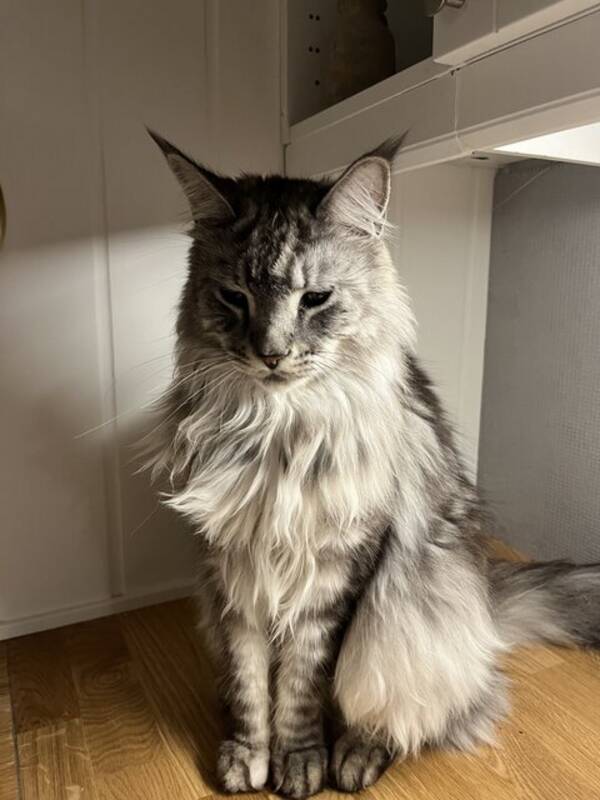 Hund - Thira Hund - Thira