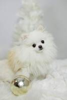 Pomeranian Phoebe