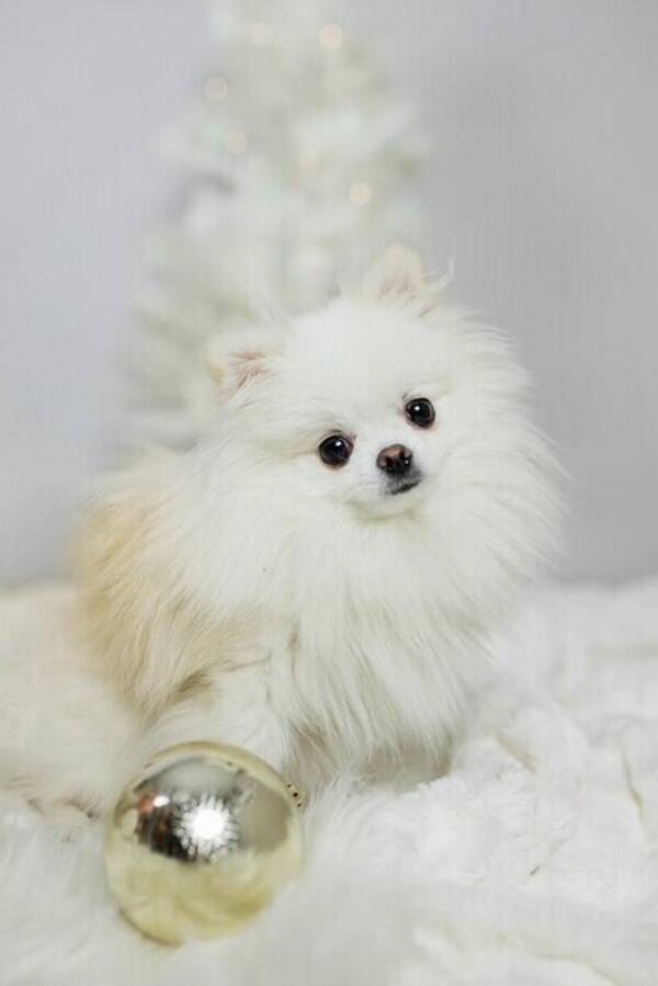 Hund - Pomeranian Phoebe