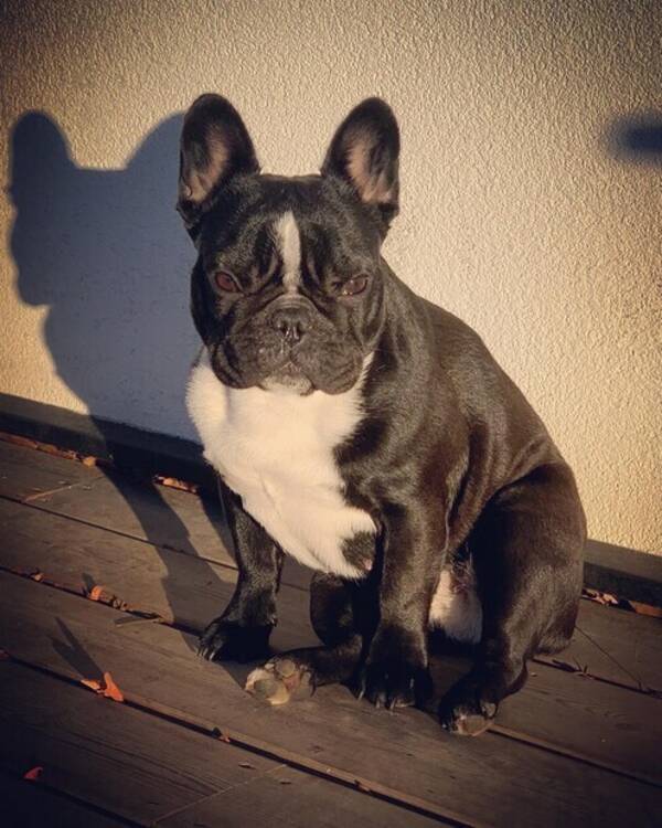 Hund - Fransbulldog Mini