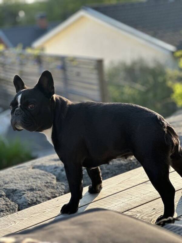 Hund - Fransbulldog Mini