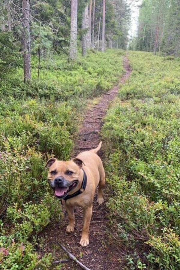 Hund - Engelsk staffordshirebullterier Roxie 