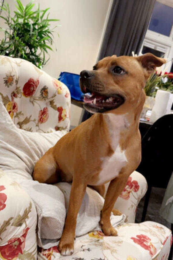 Hund - Abby Hund - Abby