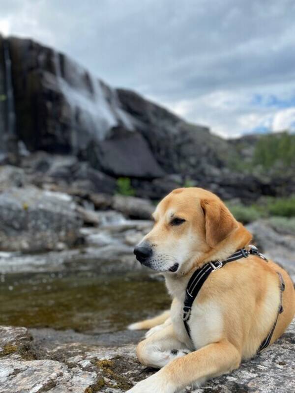 Hund - Thorvald: Husky/Ridgeback