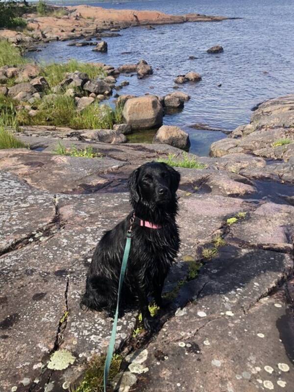 Hund - Blandrastiken Lovis 1 r