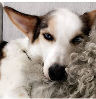 Alaska Husky Alaska Husky