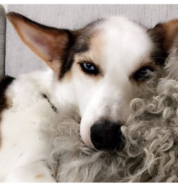 Hund - Alaska Husky Hund - Alaska Husky