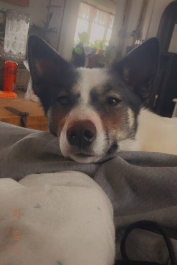 Hund - Alaska Husky Hund - Alaska Husky