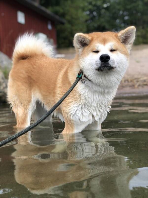 Hund - Ponyo - the Akita inu