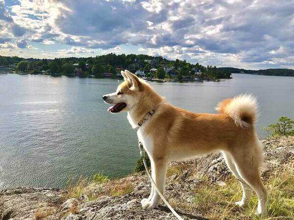 Hund - Ponyo - the Akita inu