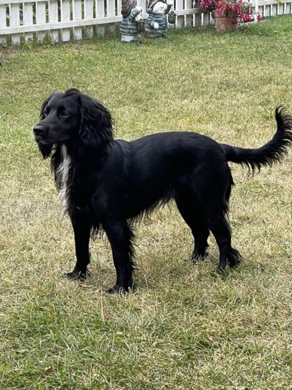 Hund - jaktcocker spaniel