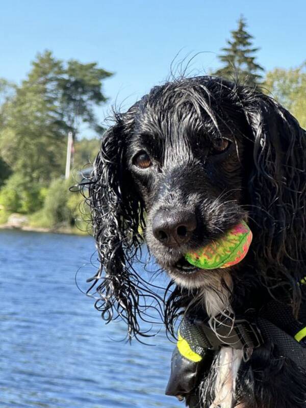 Hund - jaktcocker spaniel