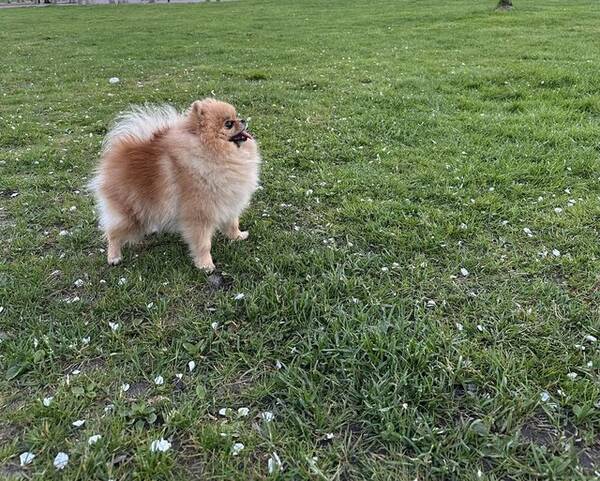 Hund - Pomeranian Stella 