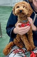 Cavapoo Cooper Cavapoo Cooper