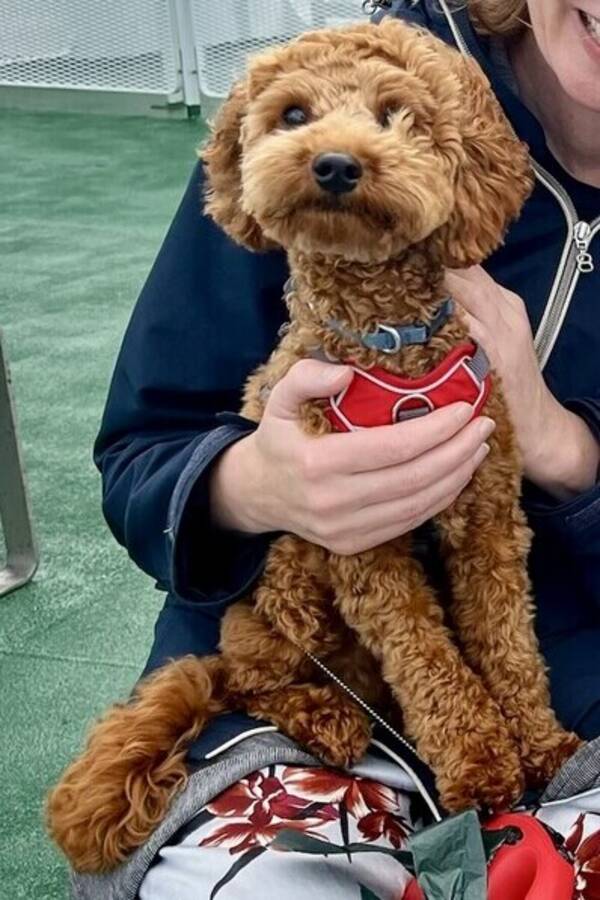 Hund - Cavapoo Cooper Hund - Cavapoo Cooper