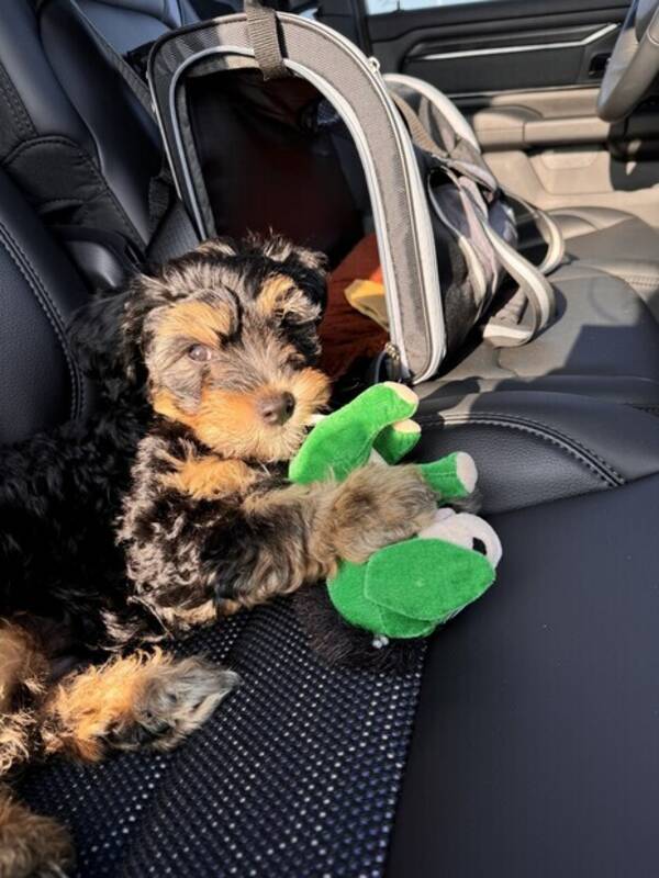 Hund - Blanding Hund - Blanding