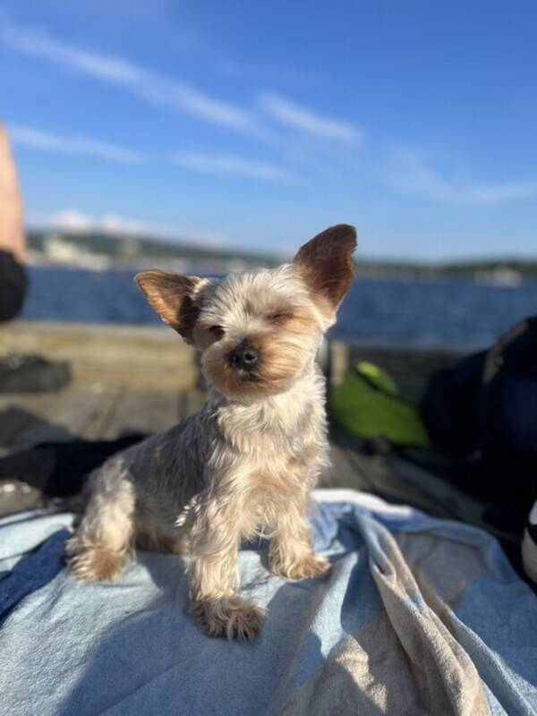 Hund - Krystoff, Yorkshire terrier