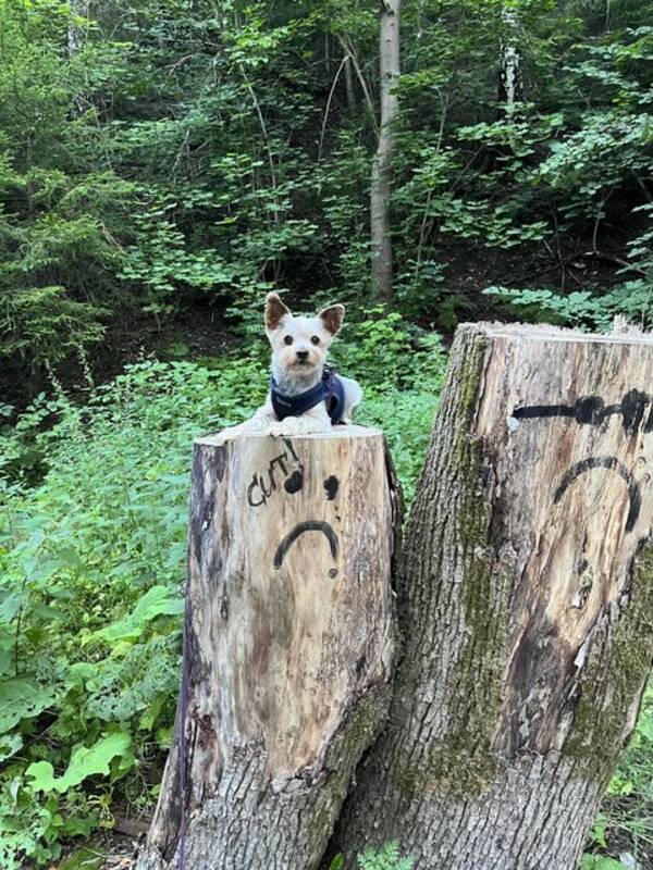 Hund - Krystoff, Yorkshire terrier