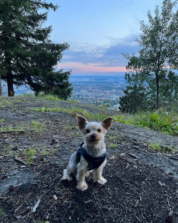 Hund - Krystoff, Yorkshire terrier