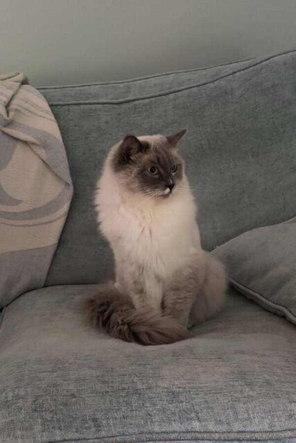 Katt - Katten Sune