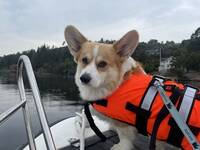 Corgi