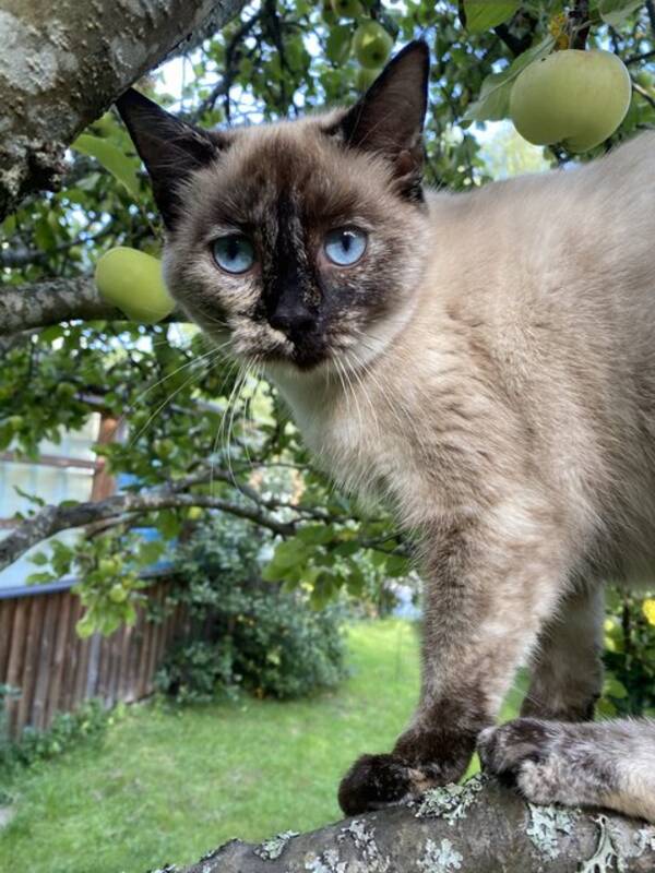 Katt - Katten Rut 