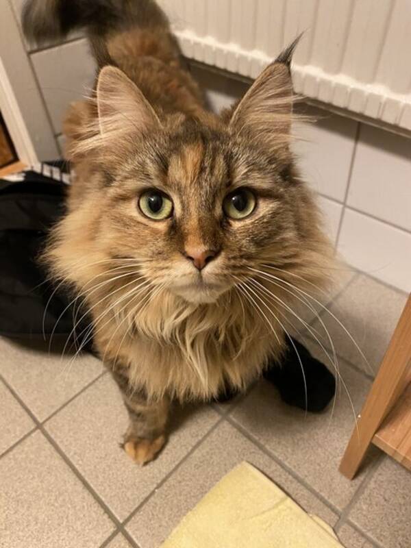 Katt - Katten Hedvig