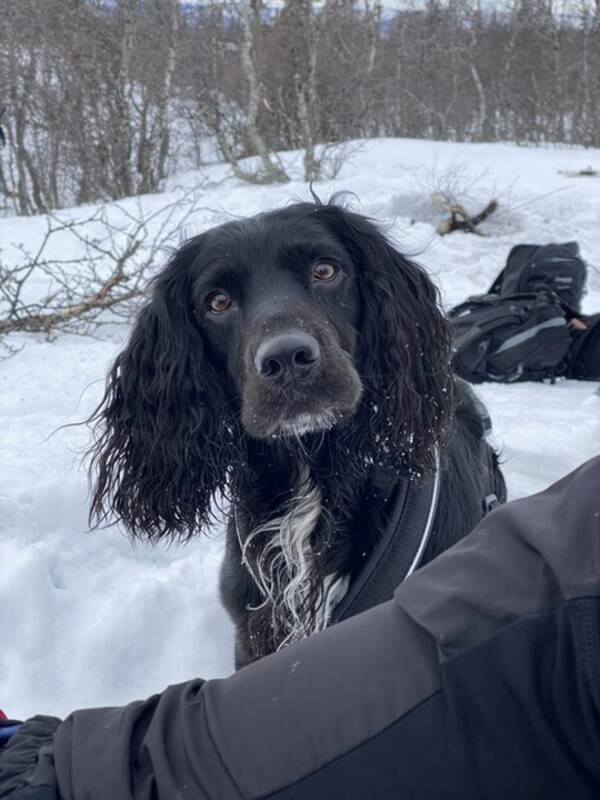 Hund - Working Cocker spaniel Rambo