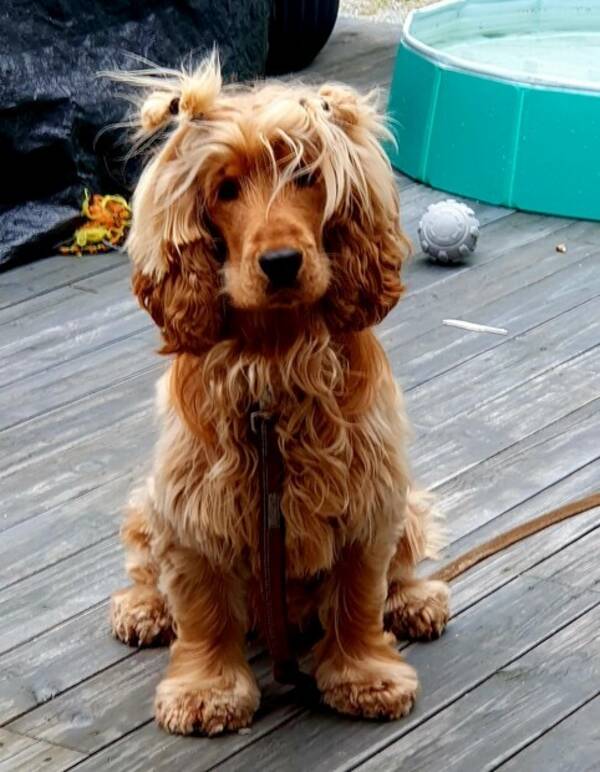 Hund - Louie Hund - Louie