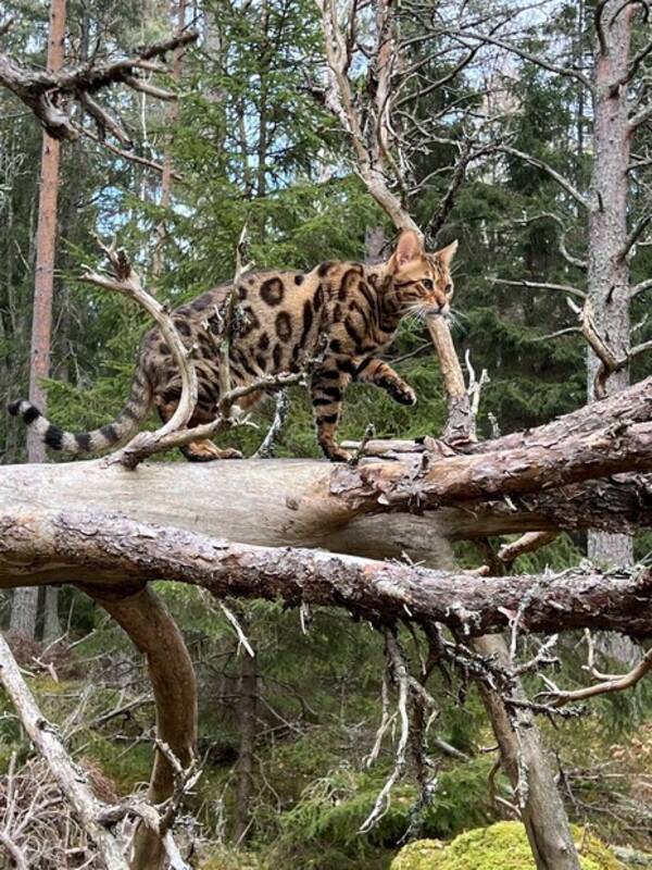 Katt - Bengalkatten Austin 