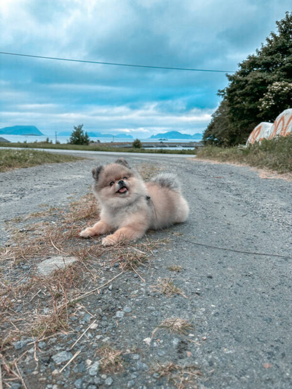 Hund - Pomeranian Michelle