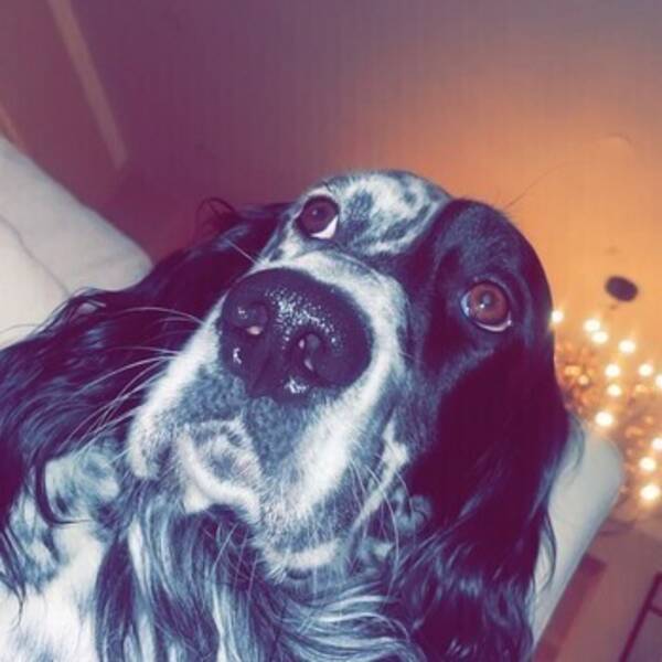 Hund - Buck Hund - Buck