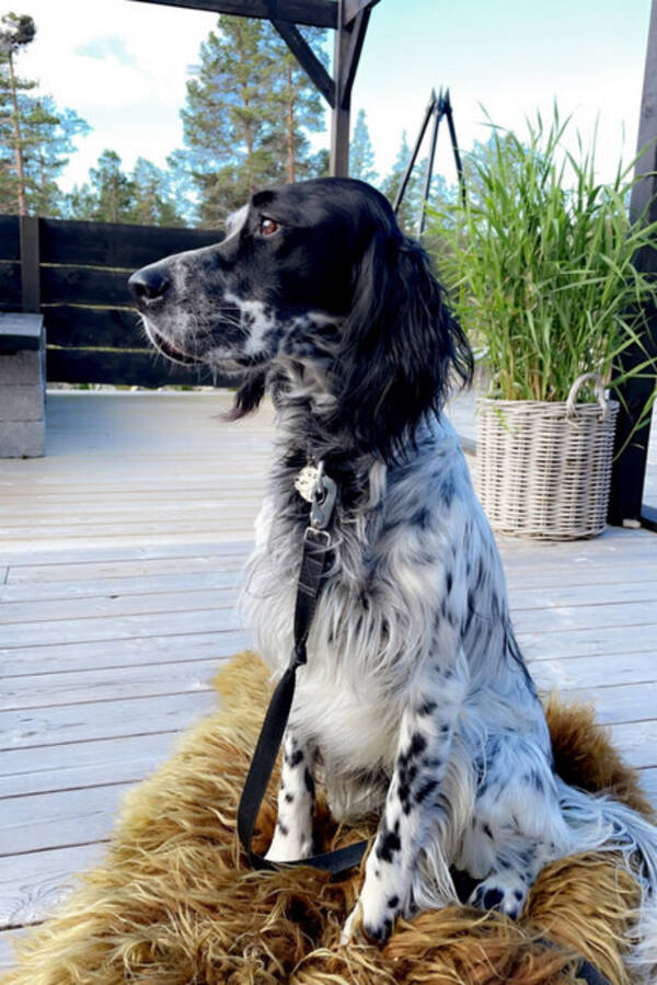 Hund - Buck Hund - Buck