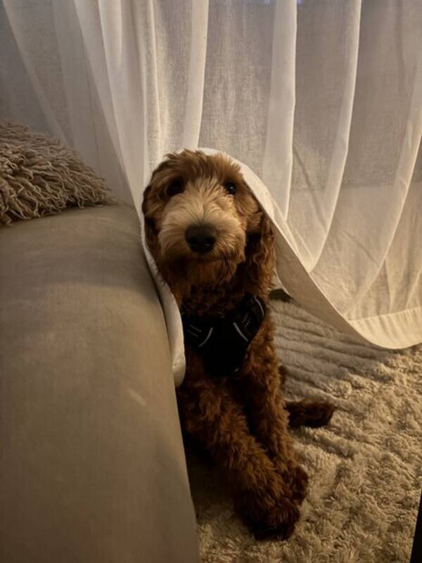 Hund - Labradoodle Picco