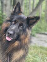 Schäfer Dihbo Schäfer Dihbo