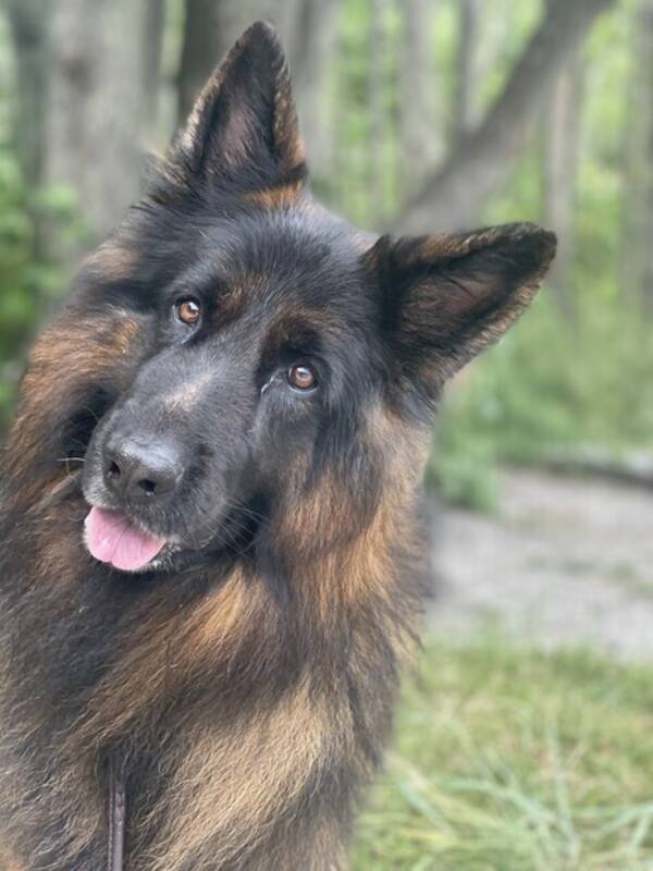 Hund - Schäfer Dihbo Hund - Schäfer Dihbo