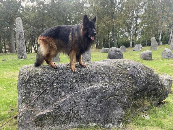 Hund - Schäfer Dihbo Hund - Schäfer Dihbo