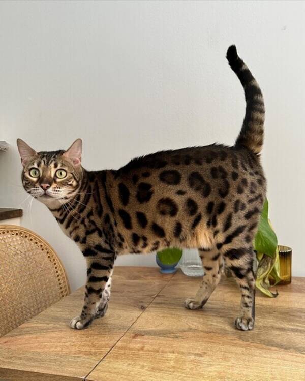 Katt - Bengal katt