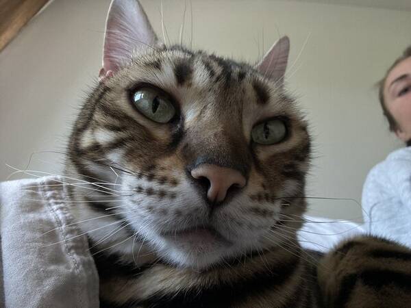 Katt - Bengal katt