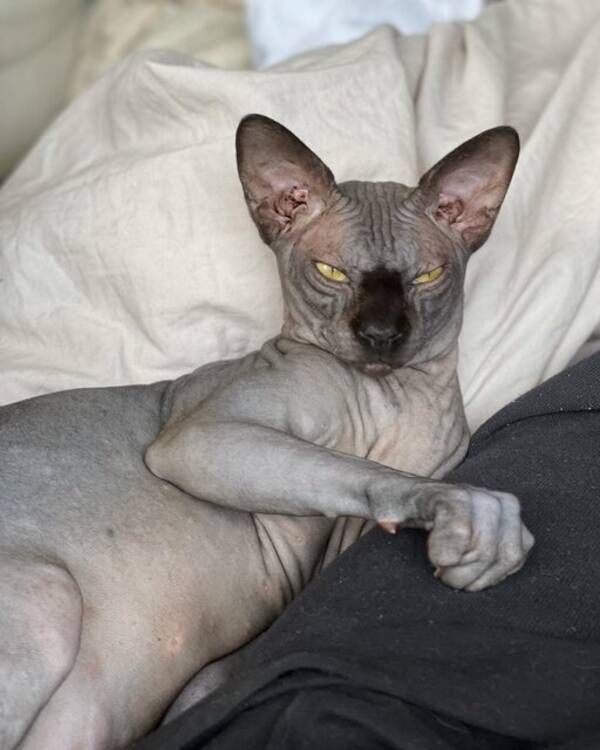 Katt - Nakenkatt / Sphynx katt gr